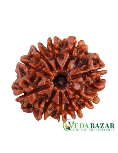Рудракша сертифицированная 10 ликая (10 Mukhi Certified Pure Siddha Rudraksh), Непал (Saubhagya Global, Nepal)