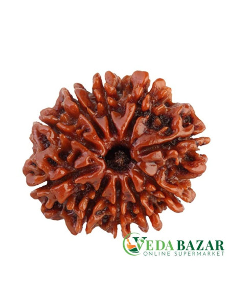 Рудракша сертифицированная 10 ликая (10 Mukhi Certified Pure Siddha Rudraksh), Непал (Saubhagya Global, Nepal)